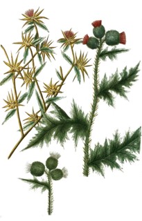 Carduus stellatus