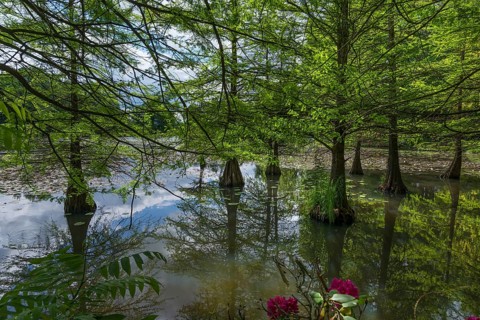 Bald cypress