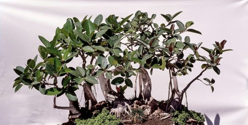 Bonsai