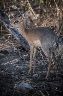 Kirk dikdik or kirk's dik-dik