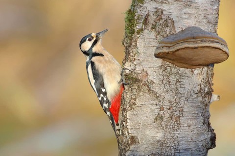 Great spotted woodpecker