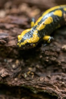 Feuersalamander