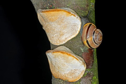 Hain-Baenderschnecke