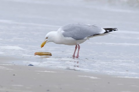 Silberwoewe