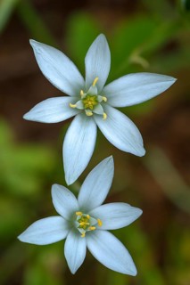 Flowers of the umbellifer