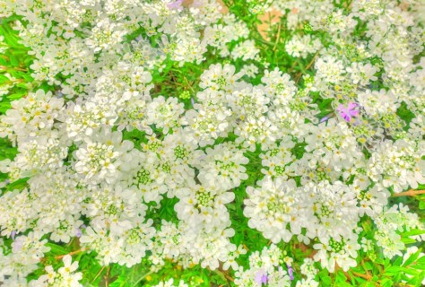 Flowers creative