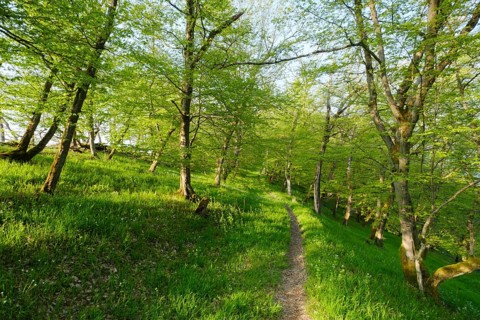Hiking trail through the beech forest