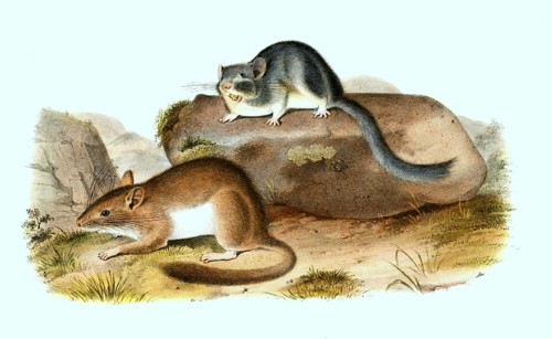 Bushy-tailed woodrat