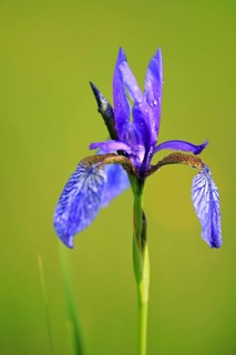 Siberian iris
