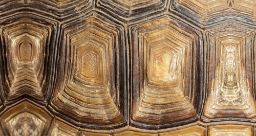 Texture of a tortoise shell