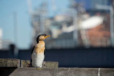 Little pied cormorant