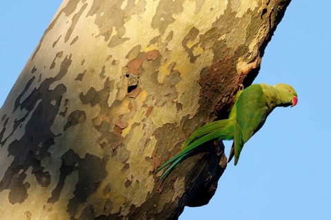 Rose-ringed parakeet