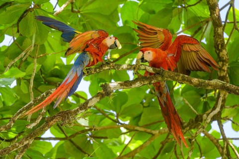 Scarlet macaw
