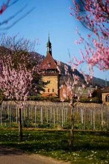 Bluehende Mandelbaeume am Geilweilerhof