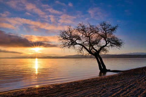 Blattloser Baum an einem Sandstrand am Murtensee