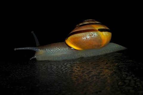 Hain-Baenderschnecke