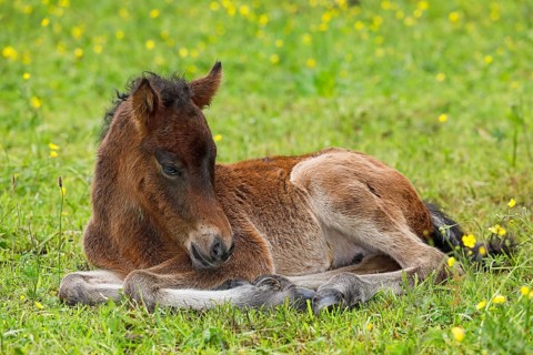 Young Icelandic horse