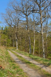 Forest trail