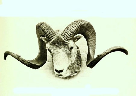 Pamirian breed of Marco Polo sheep