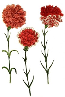 Caryophyllus hortensis