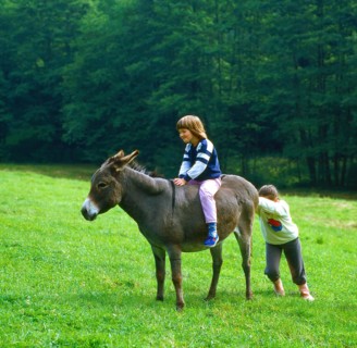 Stubborn donkey and children