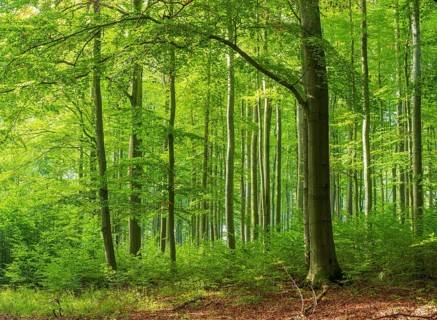 Sonniger naturnaher Buchenwald mit Naturverjuengung