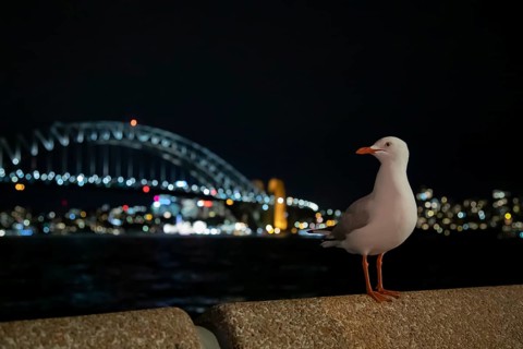 Silver gull