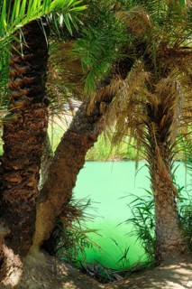 Palm tree forest of Cretan date palm Phoenix theophrastii and Megalopotamos river of Preveli