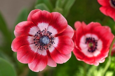 Anemones