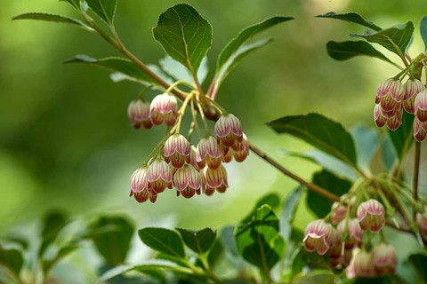 Flowers of a redvein enkianthus