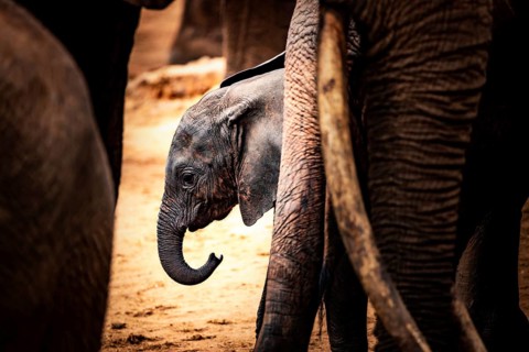 African elephant