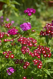 Bearded carnations flowering in the garden