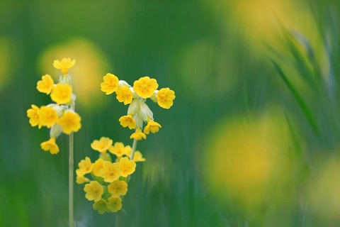 Common cowslip