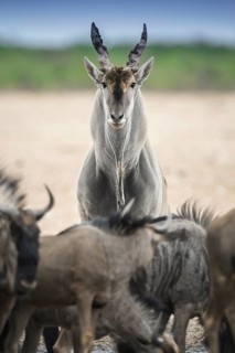 Common eland