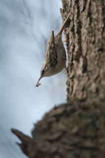 Short-toed treecreeper