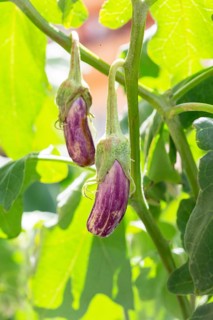 Eggplant