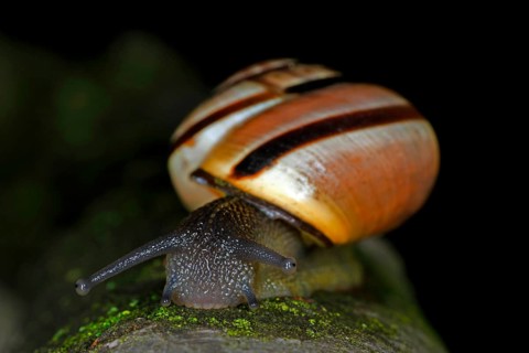 Nahaufnahme einer Hain-Baenderschnecke