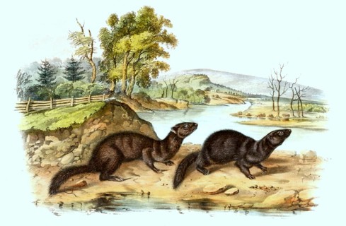 American mink
