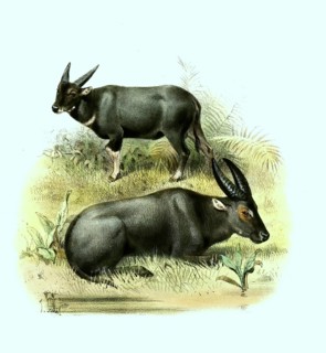 Tamaraw