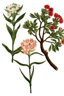 Caryohyllus arborescens