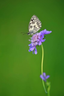 Checkered butterfly