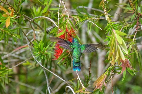 Mexican violetear