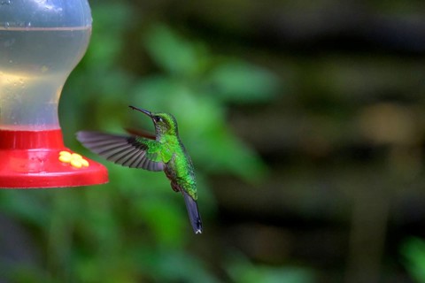 Green-crowned brilliant