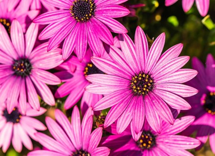 African Daisy Colour Mix