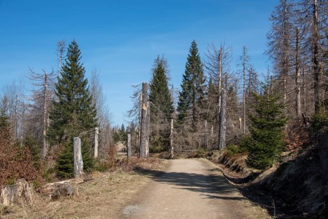 Tote Fichten vor blauem Himmel