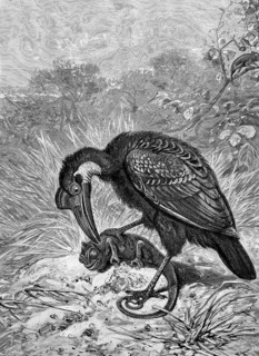 Bird