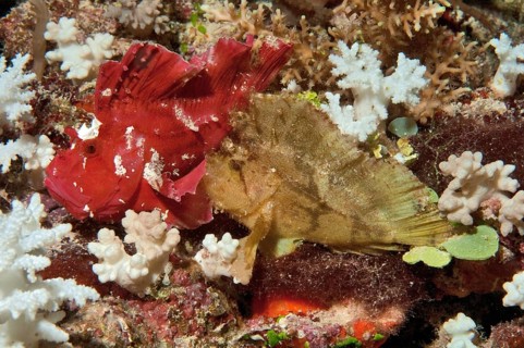 Yellow and red leaf scorpionfish