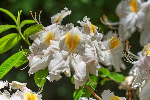 White flower of a Western Azalea