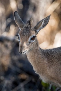 Kirk dikdik or kirk's dik-dik