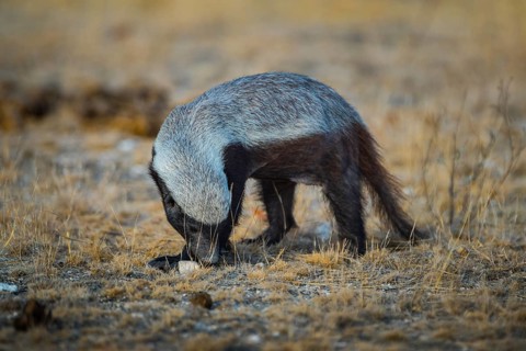 Honey badger